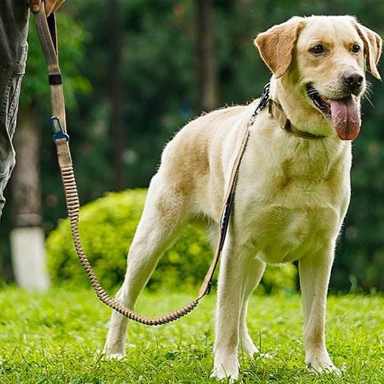Laisse pour chien | Slinky Slinky - Jamais sans mon chien