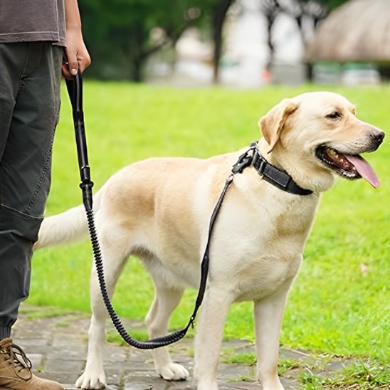 Laisse pour chien | Slinky Slinky - Jamais sans mon chien