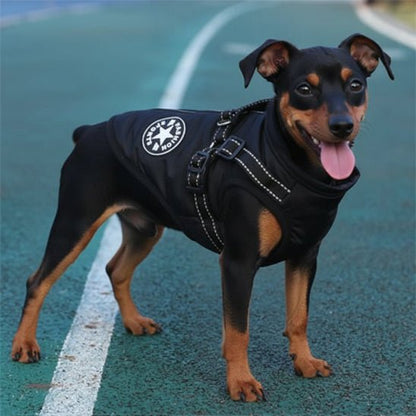 Manteau Chien | Starlight - Jamais sans mon chien