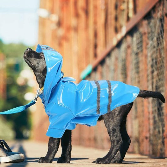 Manteau pour Chien | Le Glossy - Jamais sans mon chien