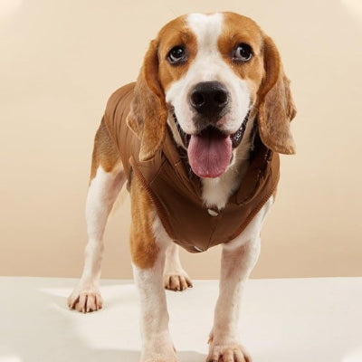 Manteau pour chien | La Doudoune-Brun-Beagle