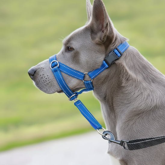 Muselière chien | Le Licol - Jamais sans mon chien
