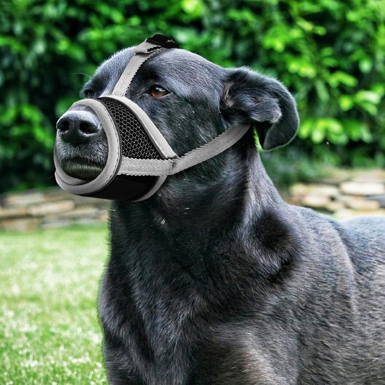 Muselière pour chien | Anti - Mastication - Jamais sans mon chien