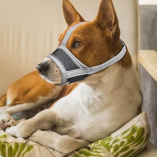 Muselière pour chien | Anti - Mastication - Jamais sans mon chien
