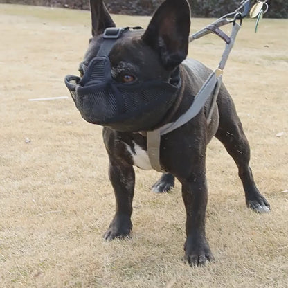 Muselière pour chien | Le Nez Court