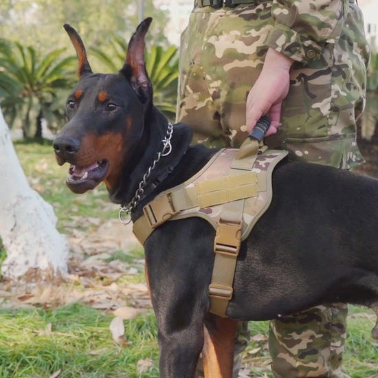 Harnais Chien | Capitaine