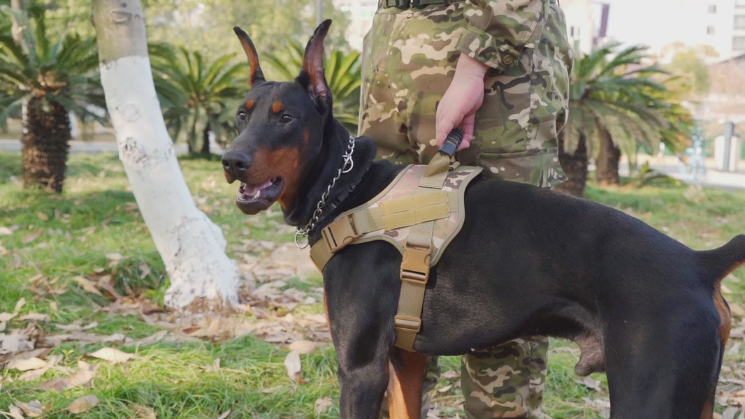 Harnais Chien | Capitaine