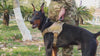 Harnais Chien | Capitaine