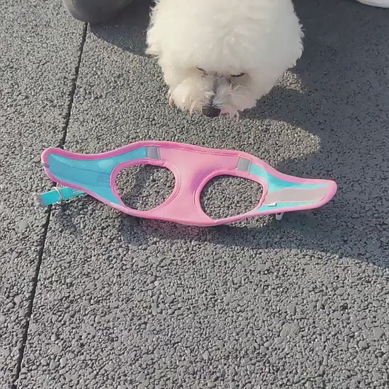 Harnais Chiot | Puppynette