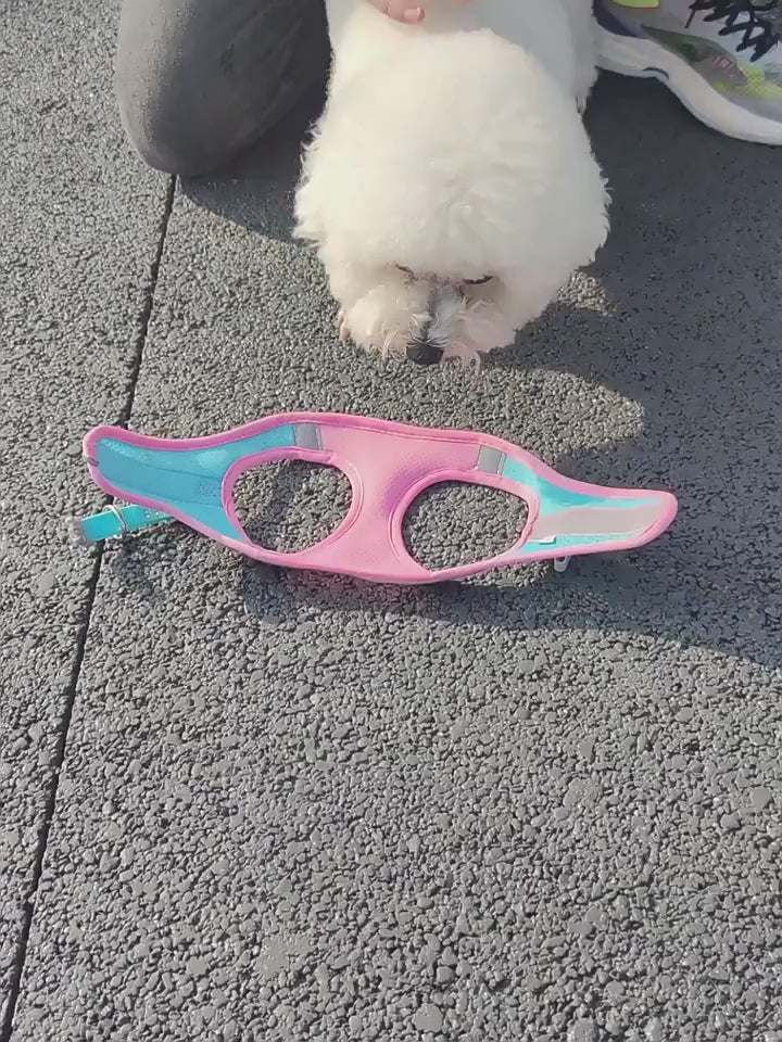 Harnais Chiot | Puppynette