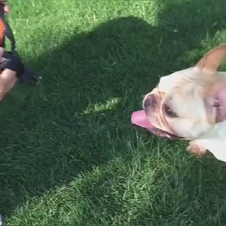 Muselière chien | Hannibal Lecter
