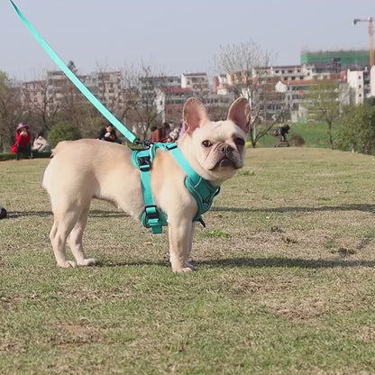 HArnais pour Chien | Good Boy & Girl