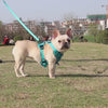 HArnais pour Chien | Good Boy & Girl