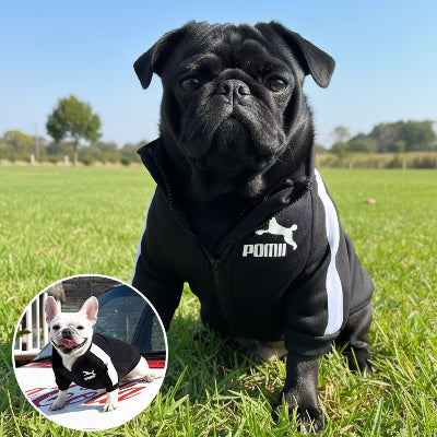 Pull chien | Le Sportif- Noir- Carlin