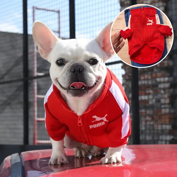 Pull chien | Le Sportif- Rouge- Bouledogue-3