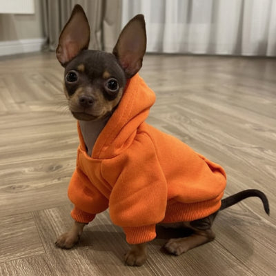 Pull pour Chien | Le Cotton Ouaté- Orange- Chihuahua