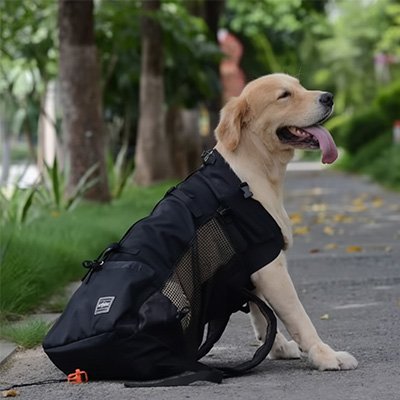 Sac à dos pour Chien | Partout - Jamais sans mon chien